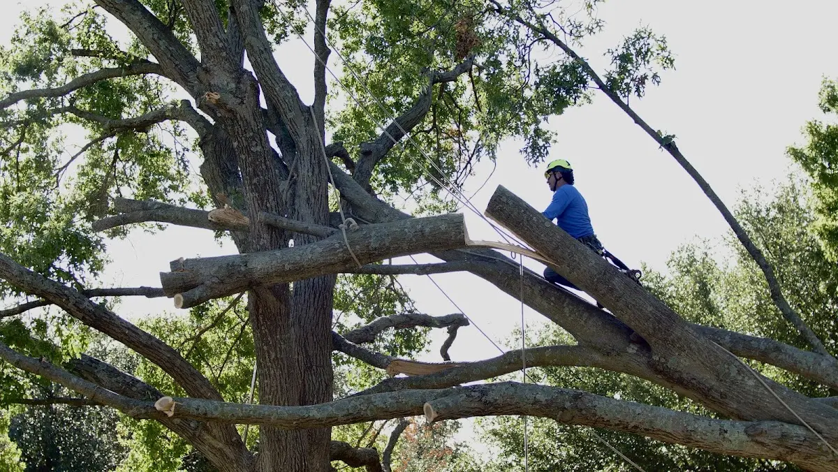 Professional Crown Thinning performed by certified arborists in Birchwood